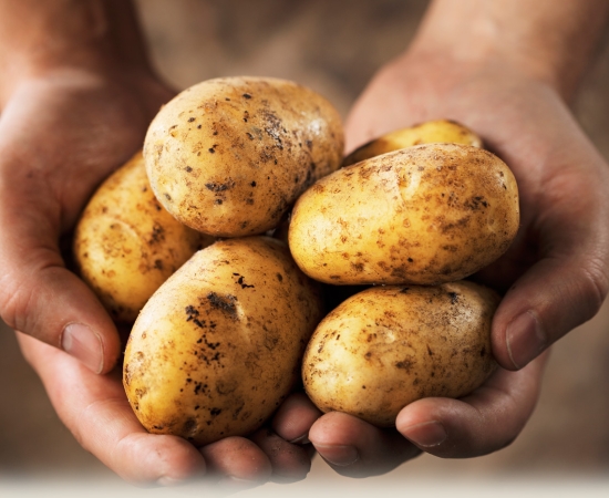 TÜBİTAK Desteğiyle Yerli Patates Çeşitleri Geliştiriliyor!