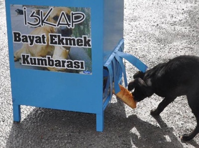 İSKAP: Sokak Köpekleri İçin Bayat Ekmek Kumbarası Girişimi