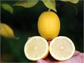 Mersin'de Üretilen Çekirdeksiz Limonun Taliplileri Artıyor!