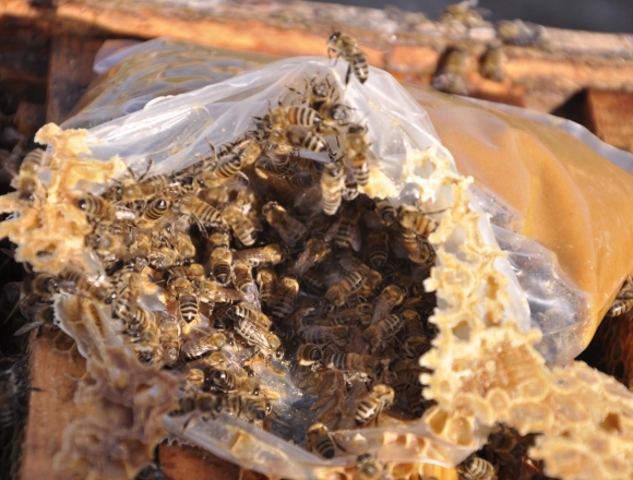 arıya arı keki ne zaman verilir?