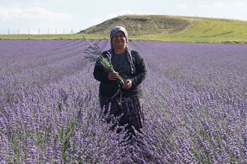 Kadın Girişimci Aldığı Devlet Desteğiyle Lavanta Yetiştiriyor