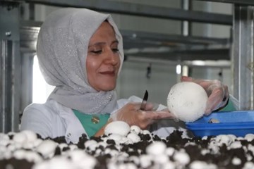 İnternette Araştırdı, Hibe Desteği Alıp Tonlarca Mantar Üretti