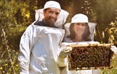 Türkiye'den Dünyaya Yerli Propolis İhraç Ediyor