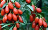 Goji Berry Yani Kurt Üzümü, Aksaray’dan Dünyaya İhraç Ediliyor!